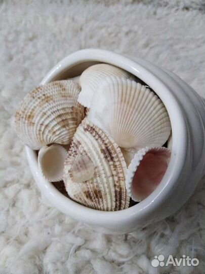 Морские ракушки