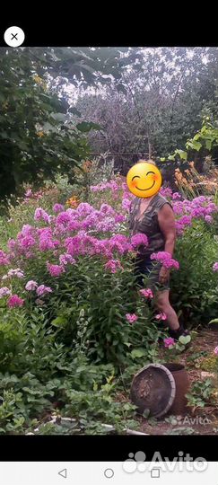 Флоксы многолетние