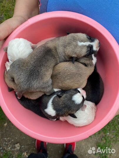 Щенки в добрые руки