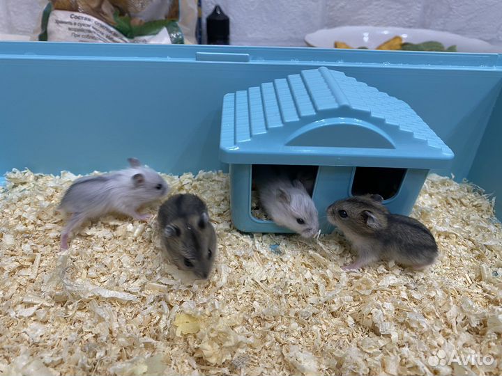 Джунгарский хомяк в дар, окраска «Хаски»