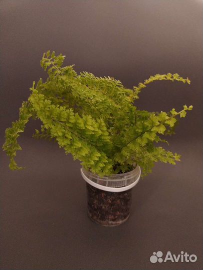 Папоротник нефролепис