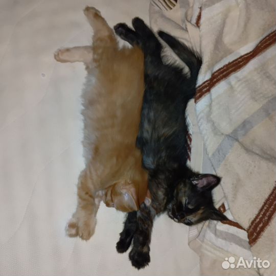 Котята бобтейл