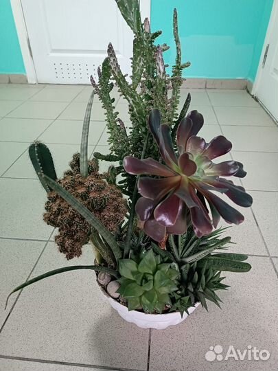 Комнатные растения