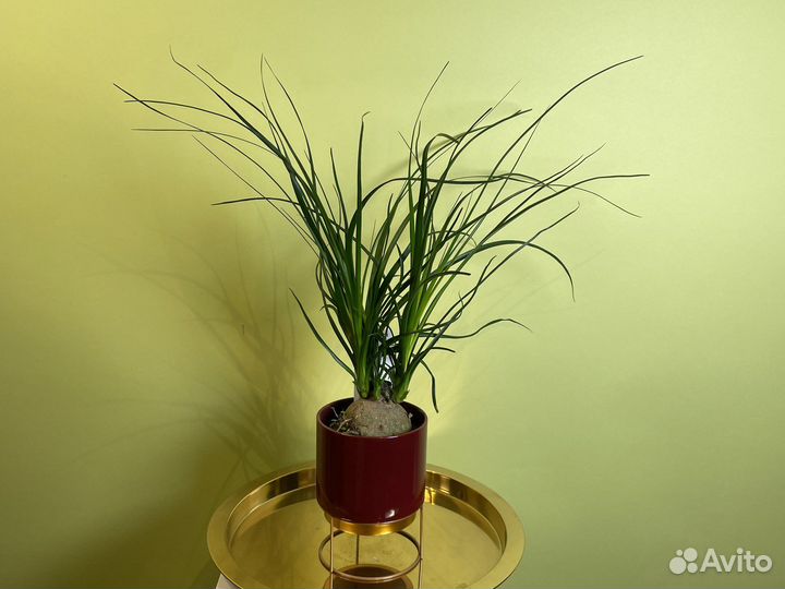 Бокарнея нолина