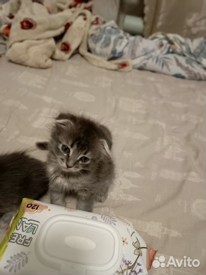 Кот и кошка