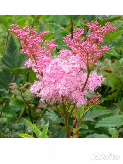 Цветы садовые многолетние