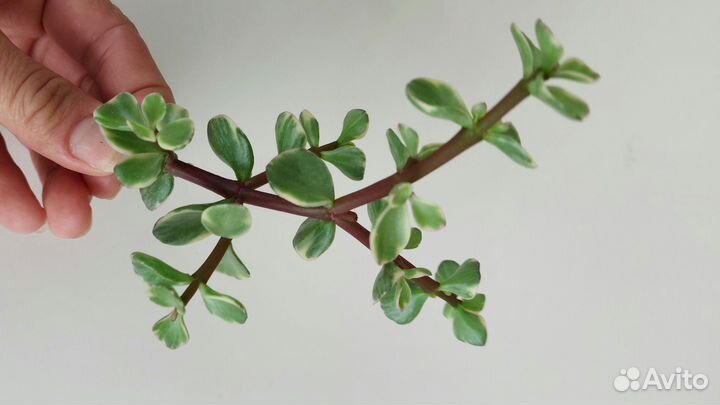 Суккуленты. Портулакария афра вариегата