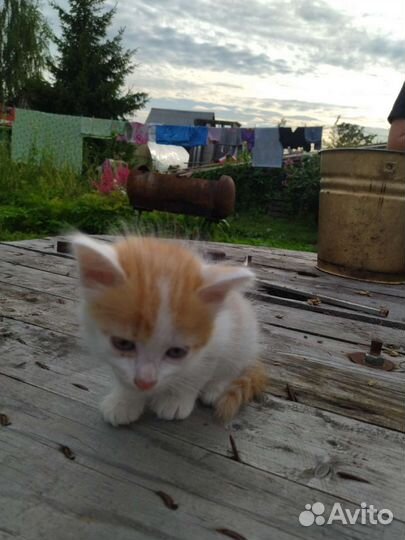 Котята в добрые руки бесплатно