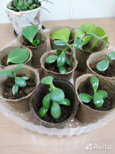 Комнатные растения цветы