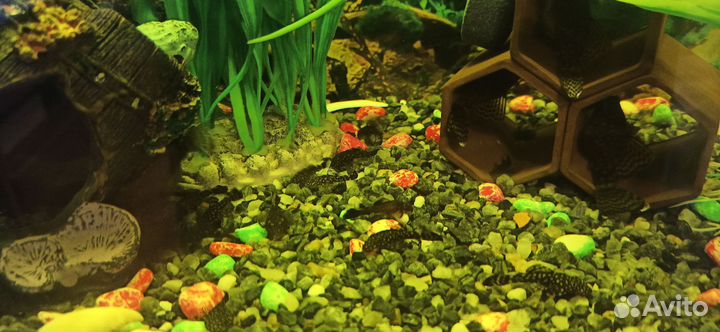 Сомики анциструсы