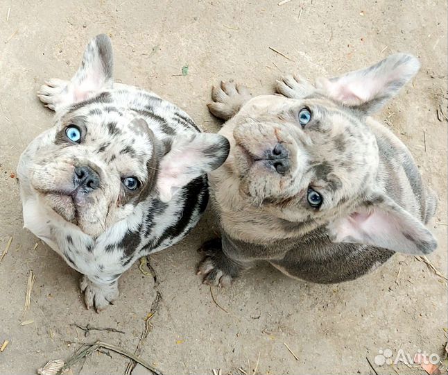 Французские бульдожки