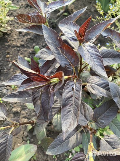 Растения для сада