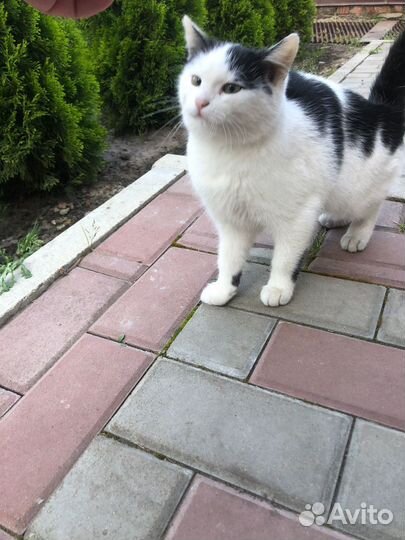Кошка в дар бесплатно