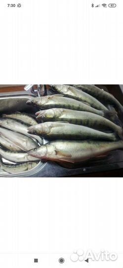 Речная рыба