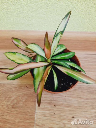 Хотя Вайети триколор и Шеффлеры