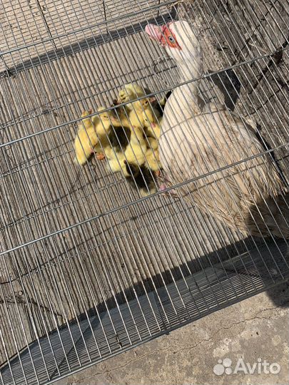 Мускусные утки (от суток до 2 лет, семьи, аренда)