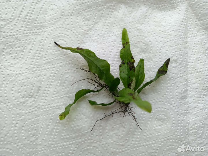 Растения для аквариума. Прополка