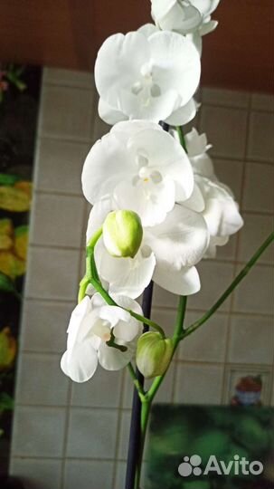 Орхидея фаленопсис