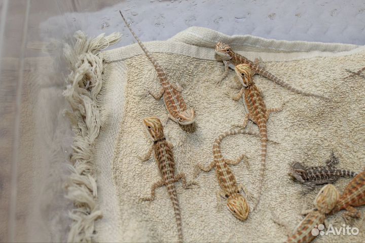 Малыши Бородатой агамы