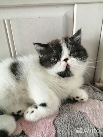 Кошечка экзот