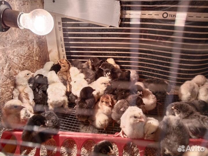 Цыплята
