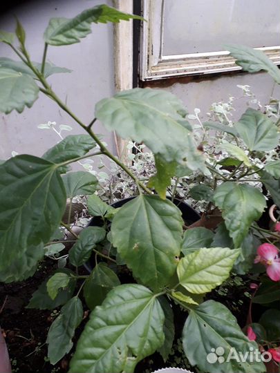 Комнатные цветы шефлера