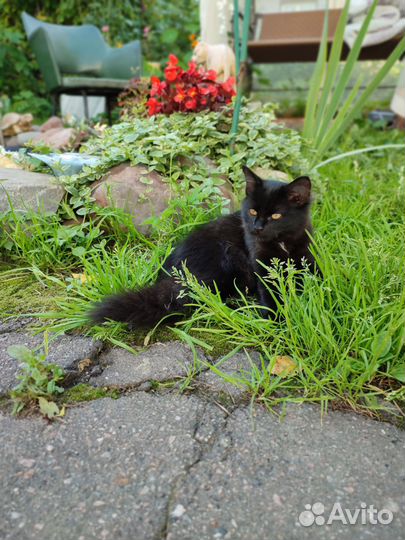 Отдаю даром котят