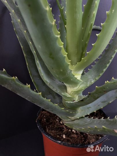 Алоэ древовидное