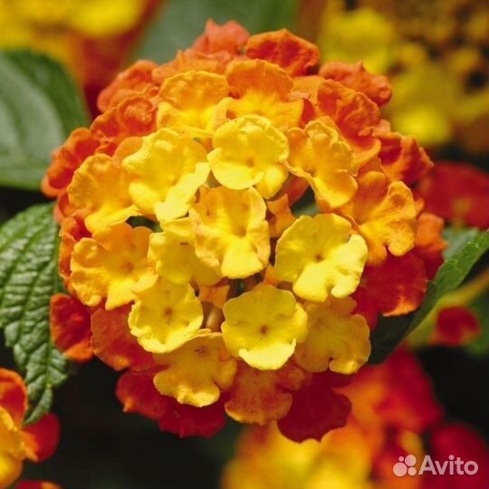 Белопероне,крестовник,папортник,орхидея и др