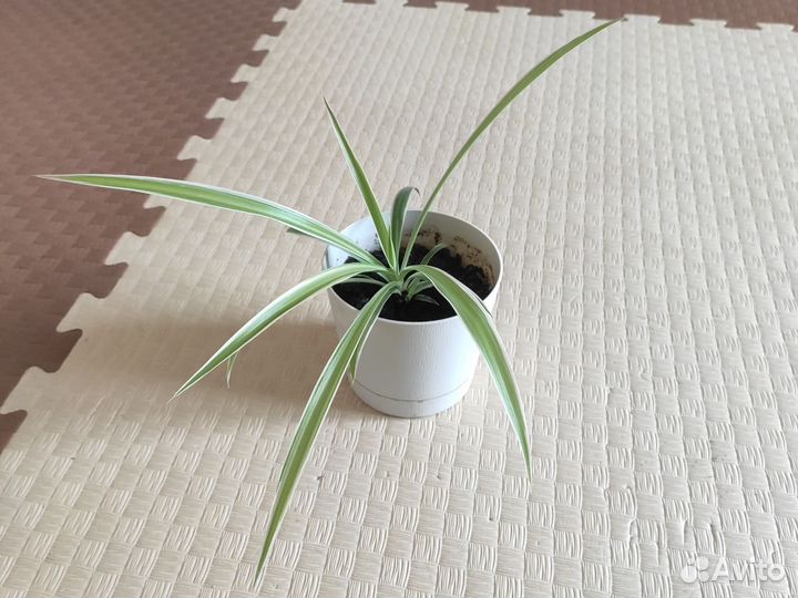 Хлорофитум