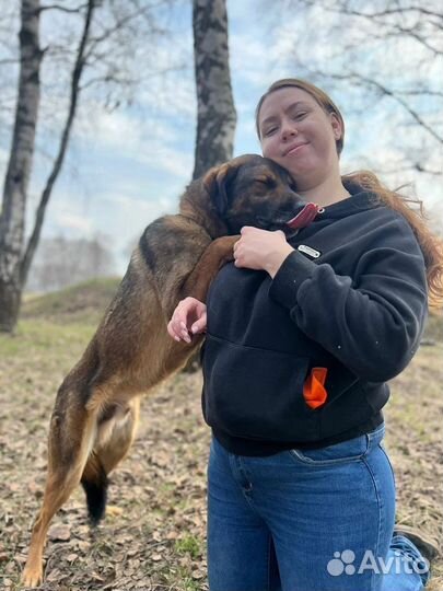 Собака в добрые руки отдам бесплатно