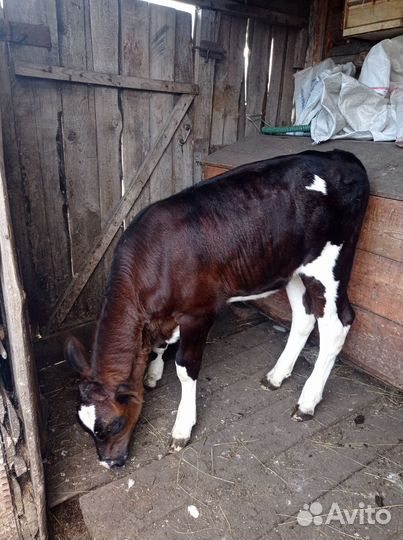 Продам тёлочку