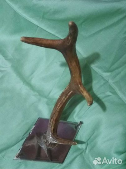 Рог оленя