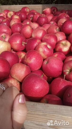 Яблоки оптом
