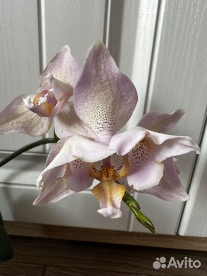 Орхидея легато трилипс
