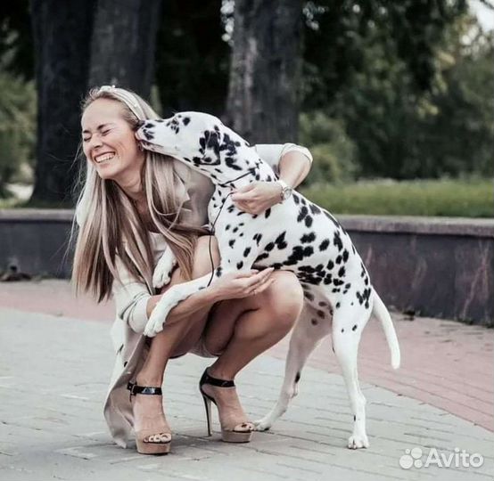 Фотосессия с далматинами