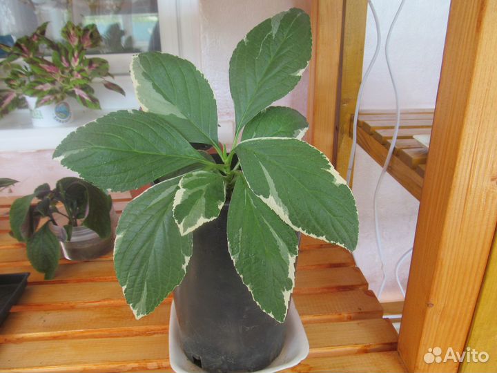 Гортензия крупнолистная саженцы