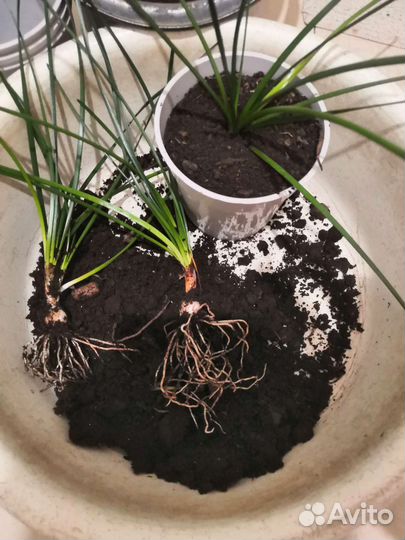 Комнатные цветы педилантус, зефирантес, каланхо