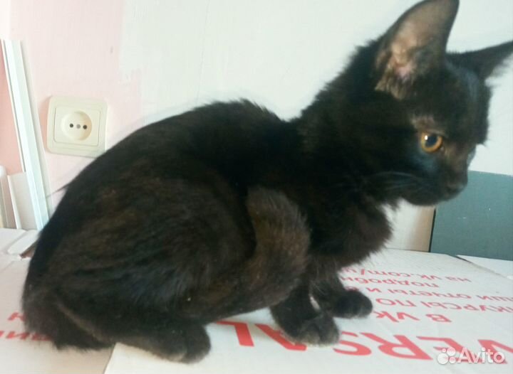 Кошечка- чернушка