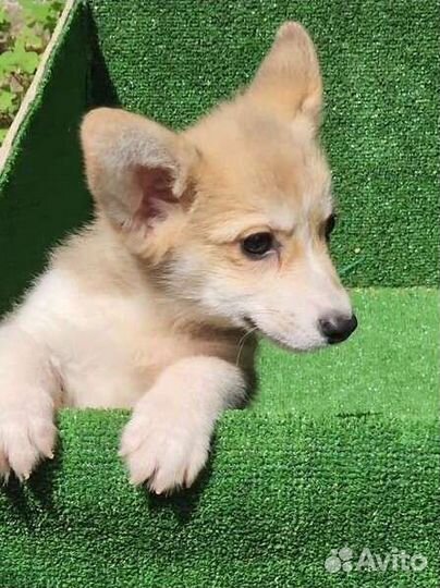 Супер Коржик