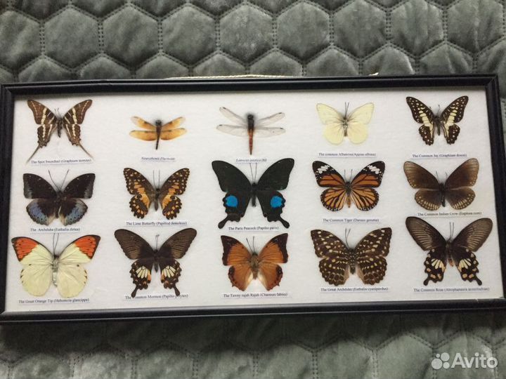 Коллекция бабочек в рамке