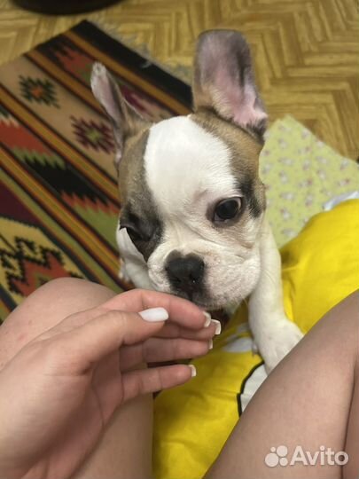 Французский бульдог