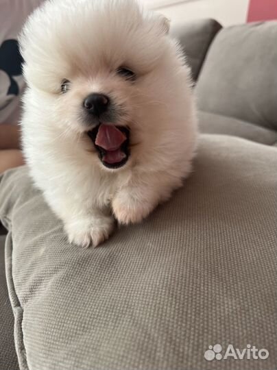 Щенки шпица