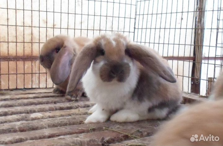 Крол(самец) пароды французский баран голубой. Круп