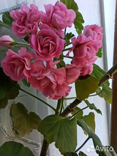 Герань розебудная