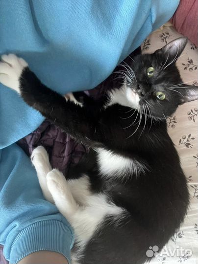 Мурзилка (котёнок, кошка, 8 месяцев)