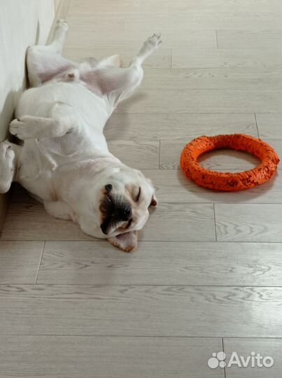 Случка собак