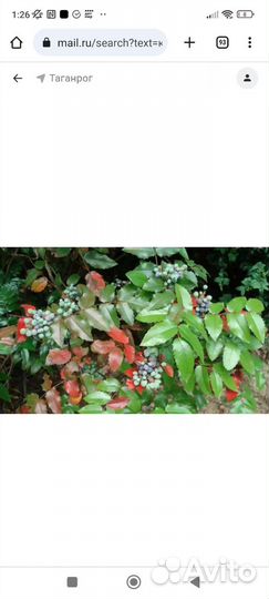 Магония падуболистная