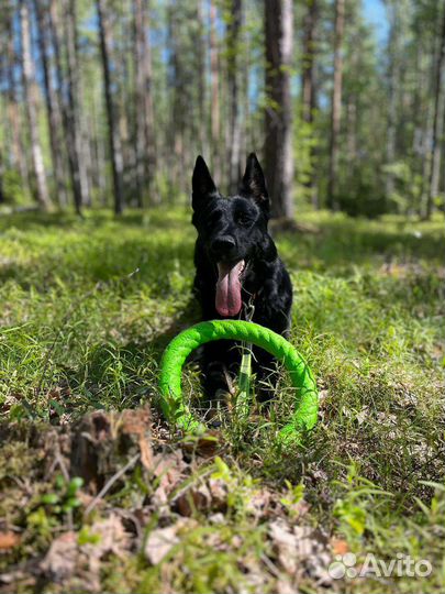 Кинолог, дрессировка собак