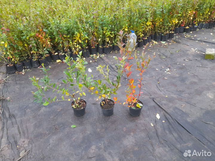 Голубика саженцы